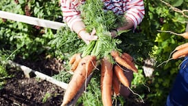 Provisional liquidator appointed to major carrot producer unable to pay debts